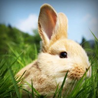 /album/kestchingecons/photolia-a03-jpg/